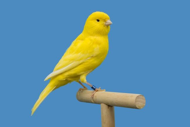 Canary Files for Staked Injective ETF as Interest in Altcoin Funds Grows