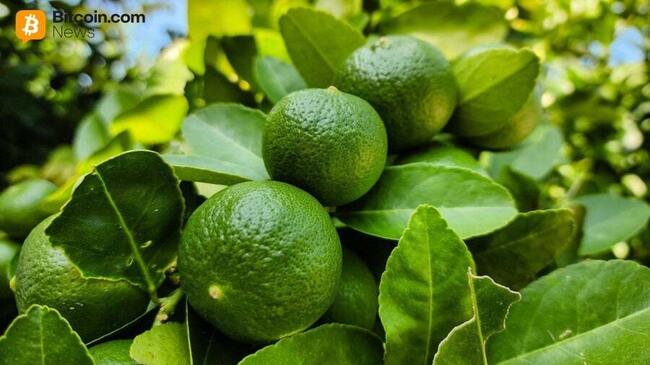Les investissements en crypto deviennent très en vogue en Argentine : Lemon lève 20 M$ pour financer son expansion en Amérique latine