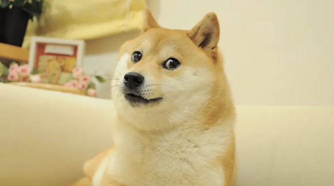 Dogecoin treasury firm CleanCore stock slides as losses mount, DOGE value drops