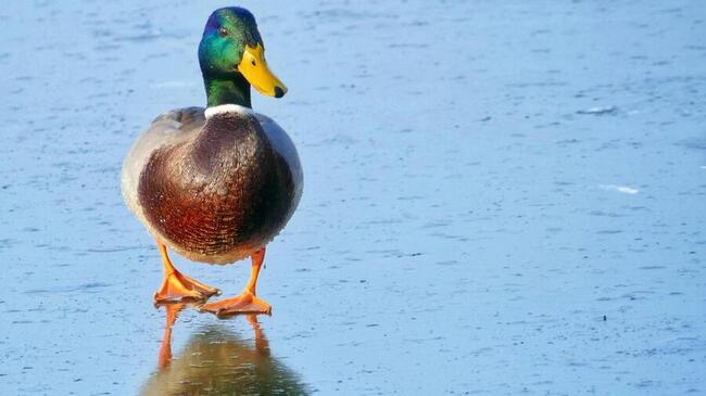 No Fio da Navalha: Crypto Daybook Américas