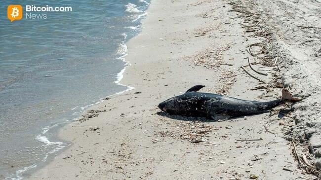 Aqua Wallet setzt das Dolphin-Card-Programm nach Anbieterproblem aus