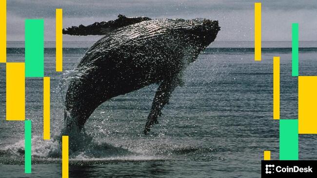 Le memecoin 'White Whale' chute de 60 % après que le principal détenteur ait vendu pour 1,3 million de dollars