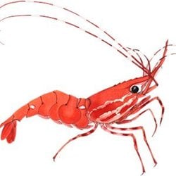 shrimp-finance