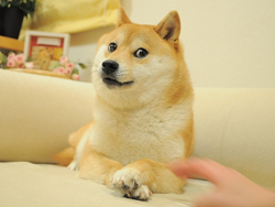 The Doge NFT logo