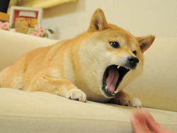 angry-doge