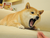 Angry Doge Price (ANFD)