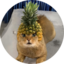 Pineapple Cat