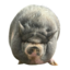 NIKEPIG