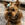 Dog Stolen From Tesla