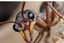 ANTS