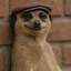 MEERKAT
