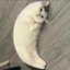 MOONCAT