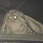 MOTH