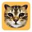 #CAT