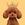 bunpoodle