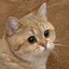 STARECAT